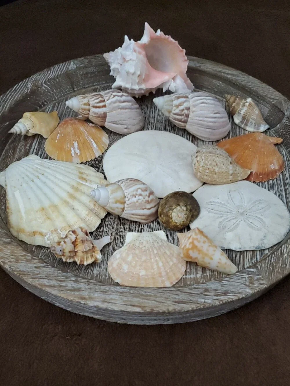 Natural Seashells Pink Murex Seashell Beach Coastal Decor Crafts Nautical